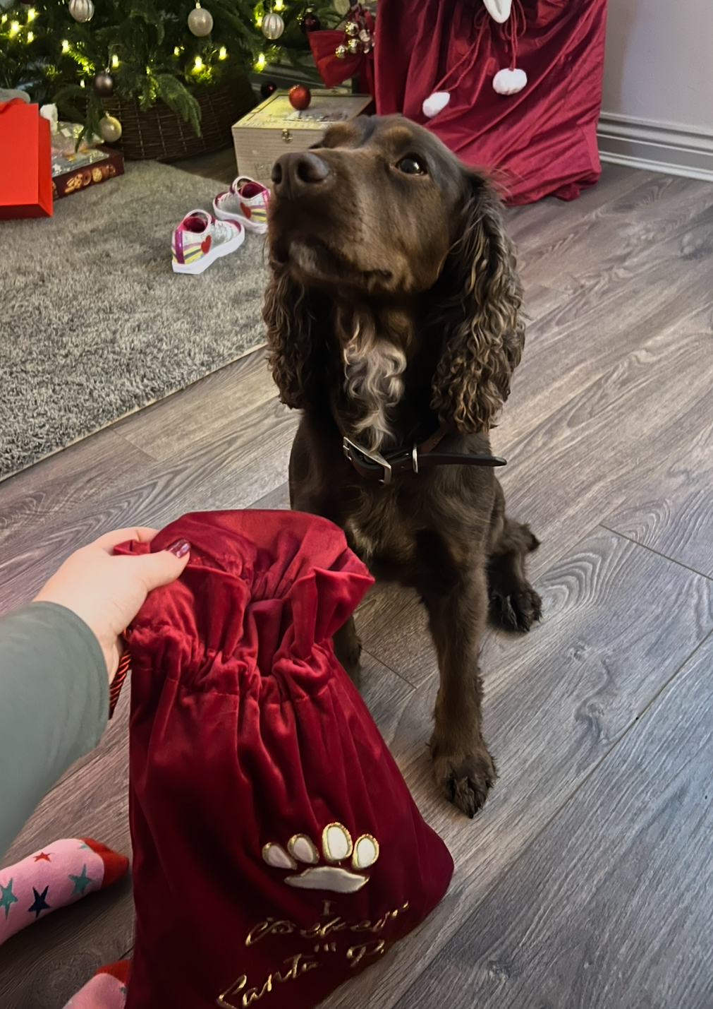 Beautiful Cocker Spaniel 
