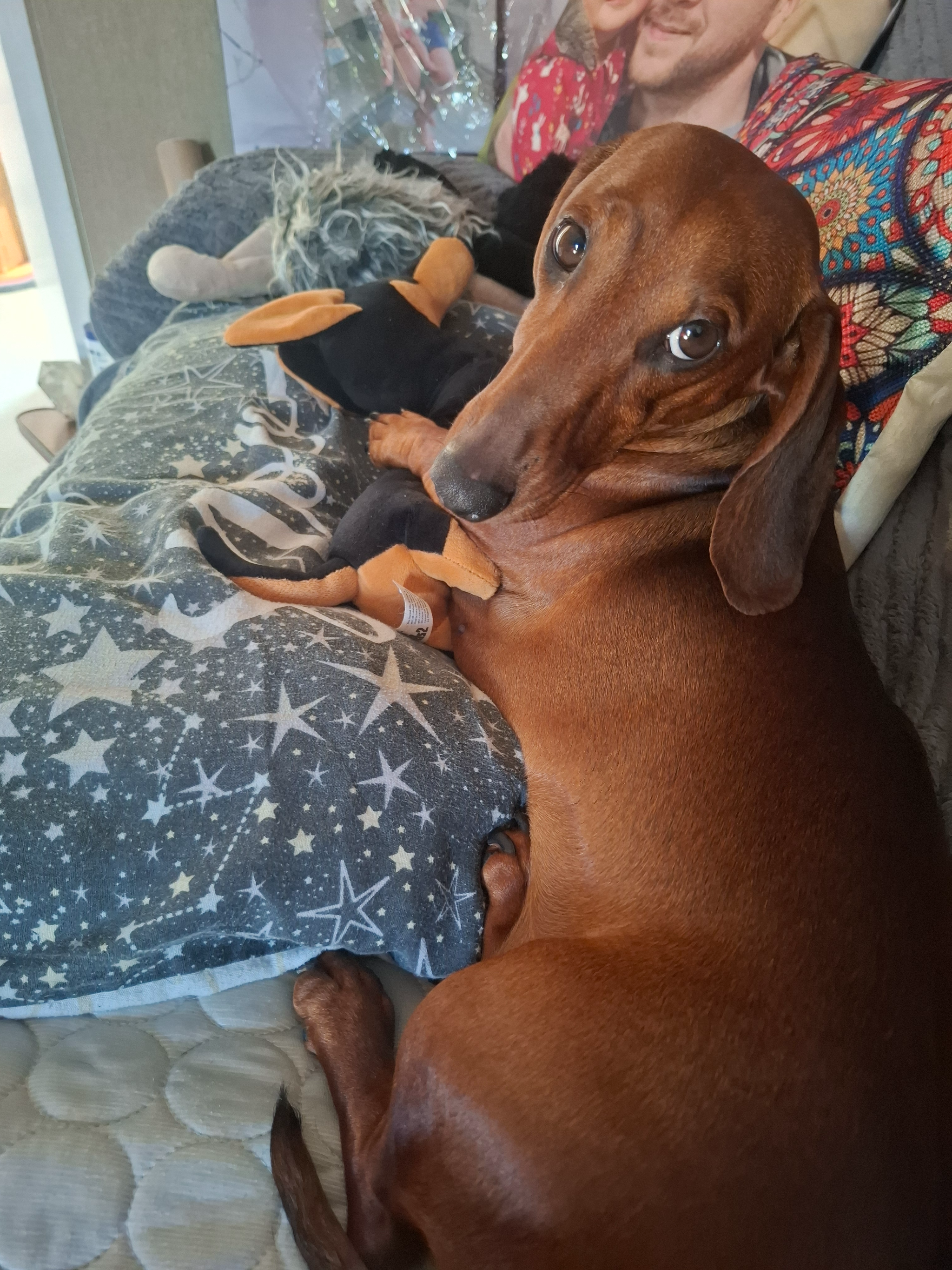 Standard Smooth Haired Daschund 