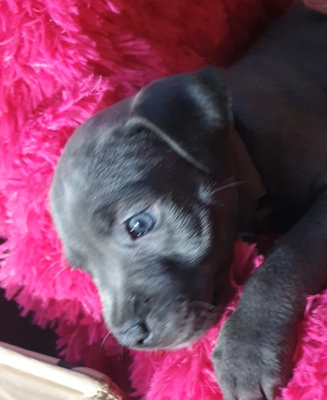 Beautiful  and stunning litters of sta