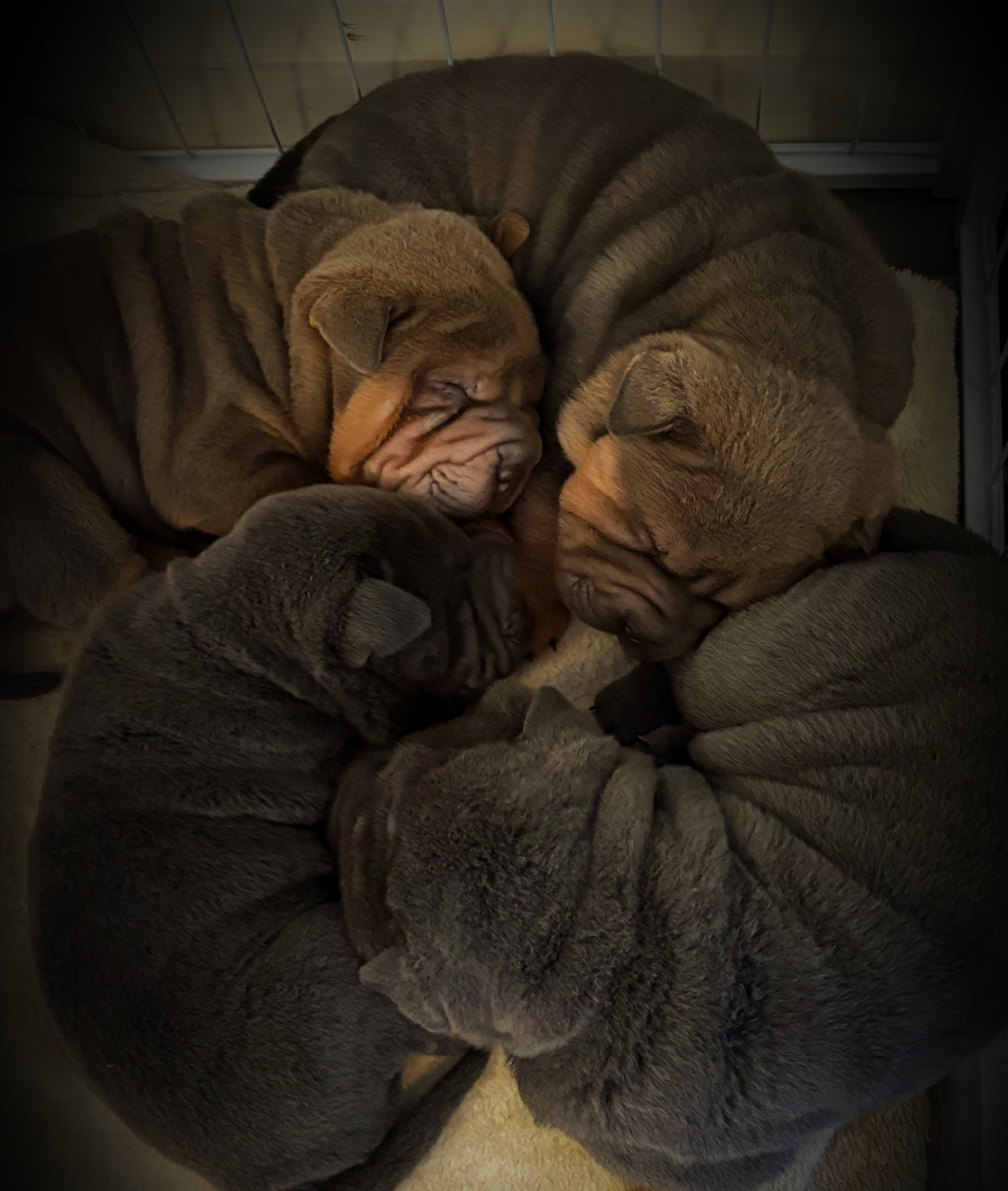 Sharpei puppies
