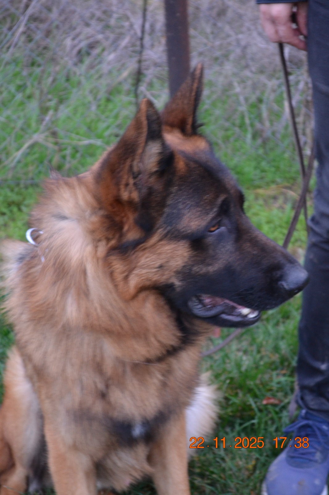 One year old male and four months old available