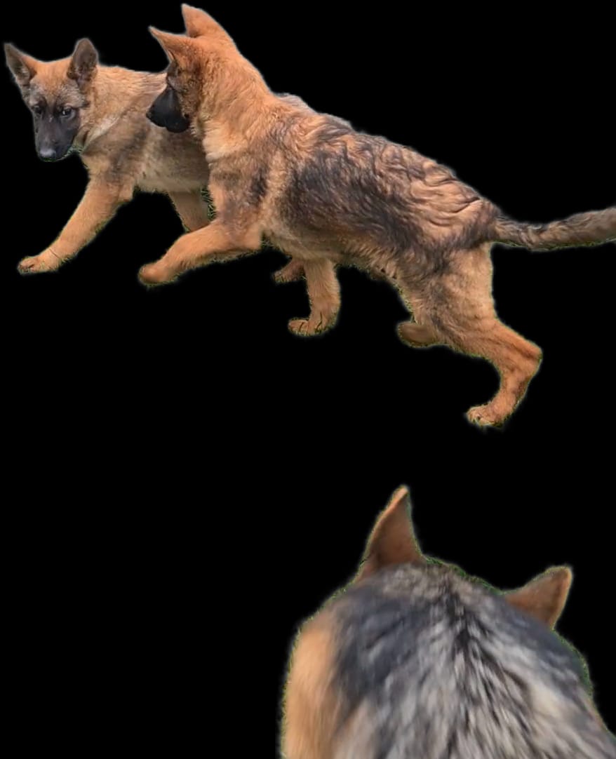 German Shepherd Puppies – Top Pairing (Yack-Sharan vom Gamsetal × A-Cora Casa de Silva) 🐾