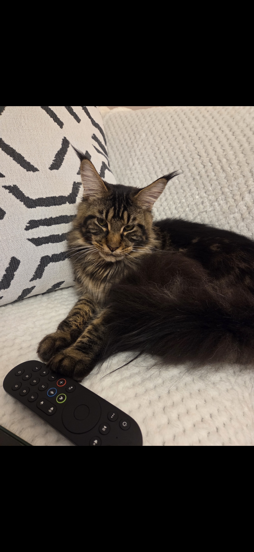 XL Russian Maine Coon Male