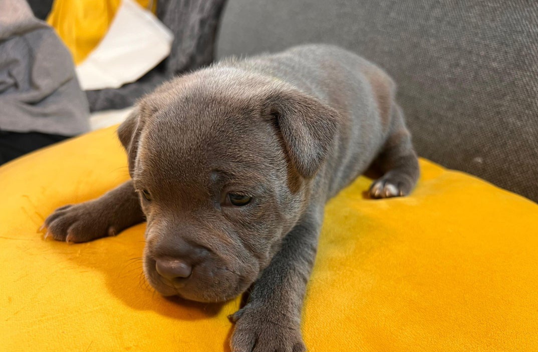 Pure blue coat ,outstanding litters of staffy pups 