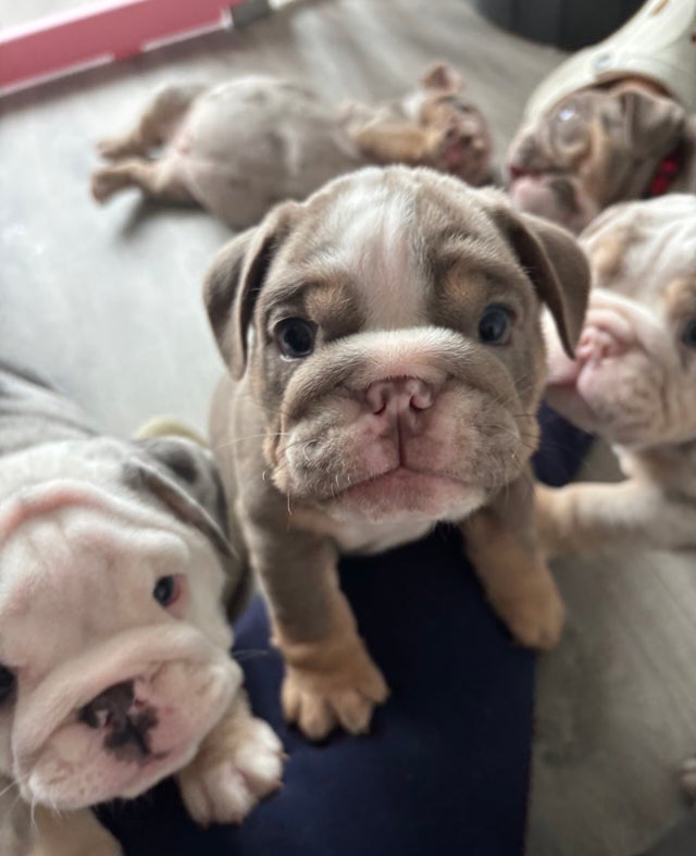 Stunning chunky English Bulldog puppies 
