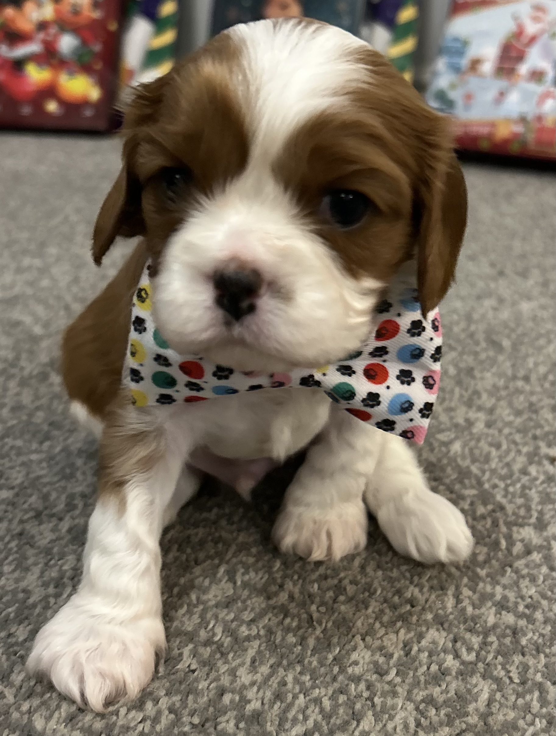 KC registered Cavalier King Charles Spaniel puppies
