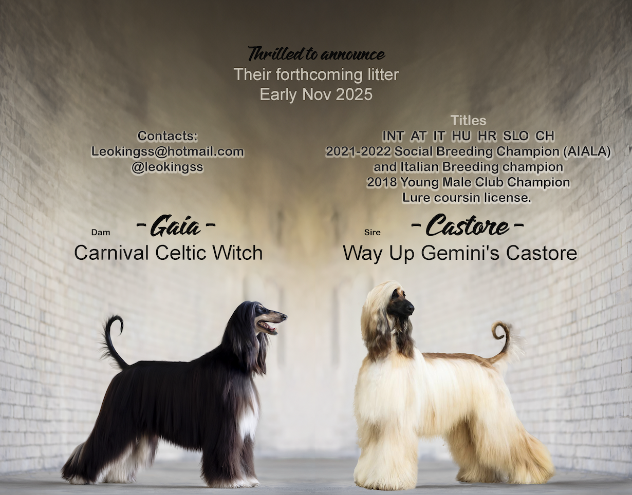 Afghan Hound Litter - 7 Girls and 2 Boys