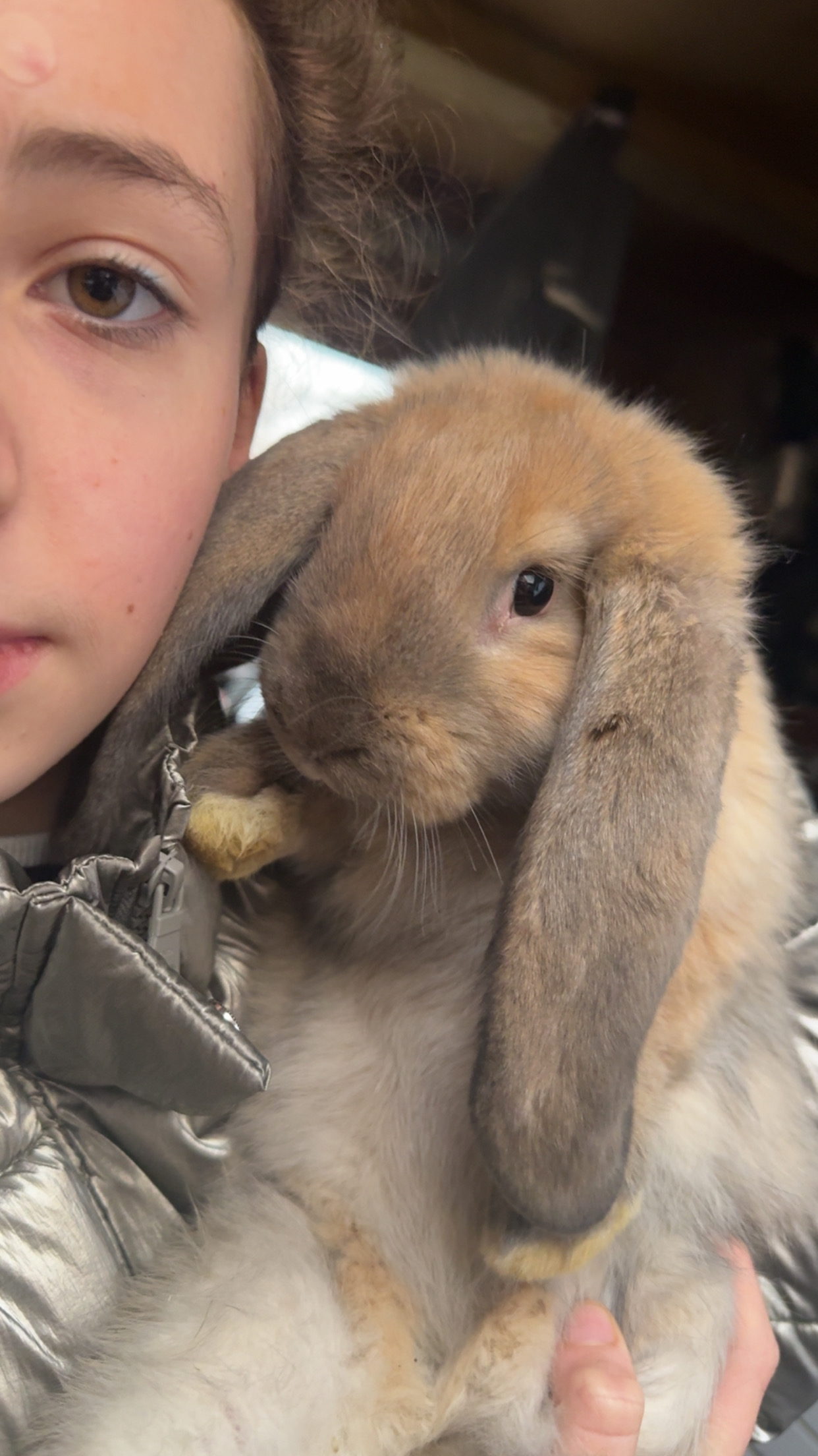 Giant French Lop Bunnies