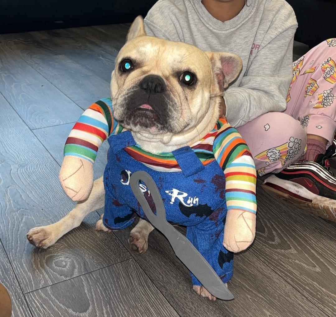 3 Beautiful French bull terriers  KC registered ready for new home