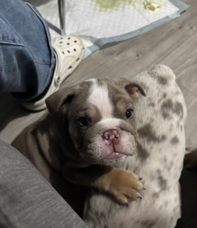 Stunning chunky English Bulldog pups 
