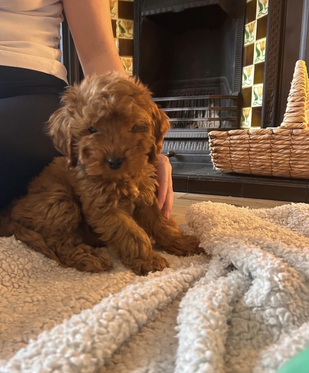Miniature cockapoo F1 Puppy - 10 week old female
