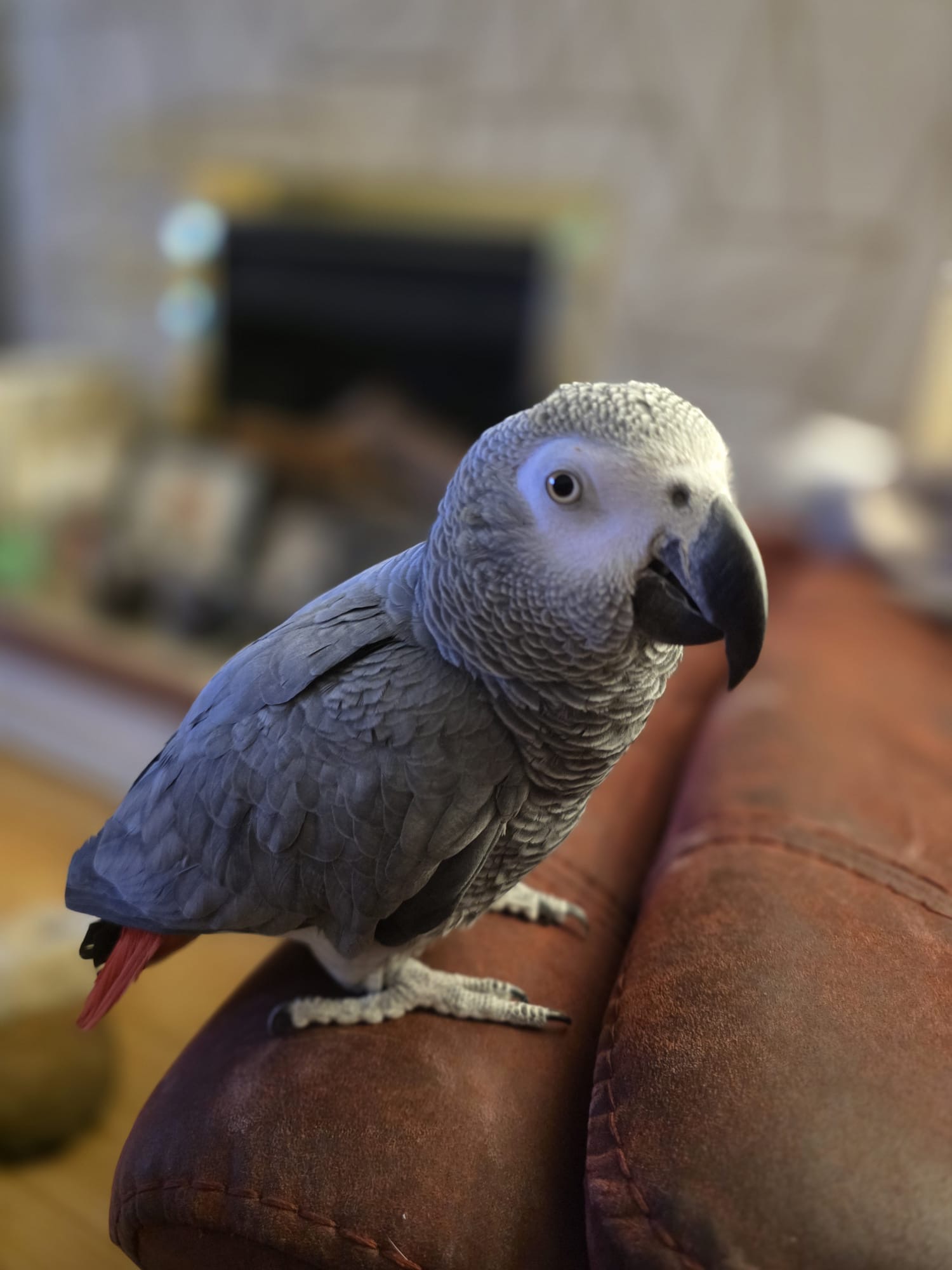 Tame talkative African grey 