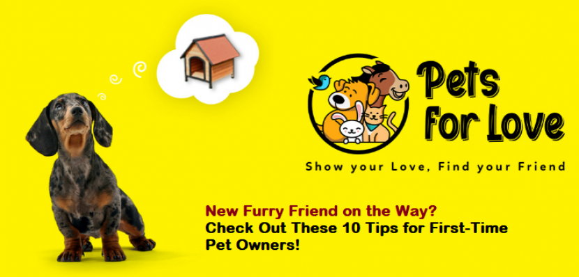 Pet Health in Winter: Keeping Your Furry Friends Safe and Comfortable