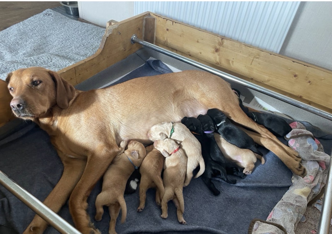 Beautiful female Labrador-Healthy & Well-Cared-For 