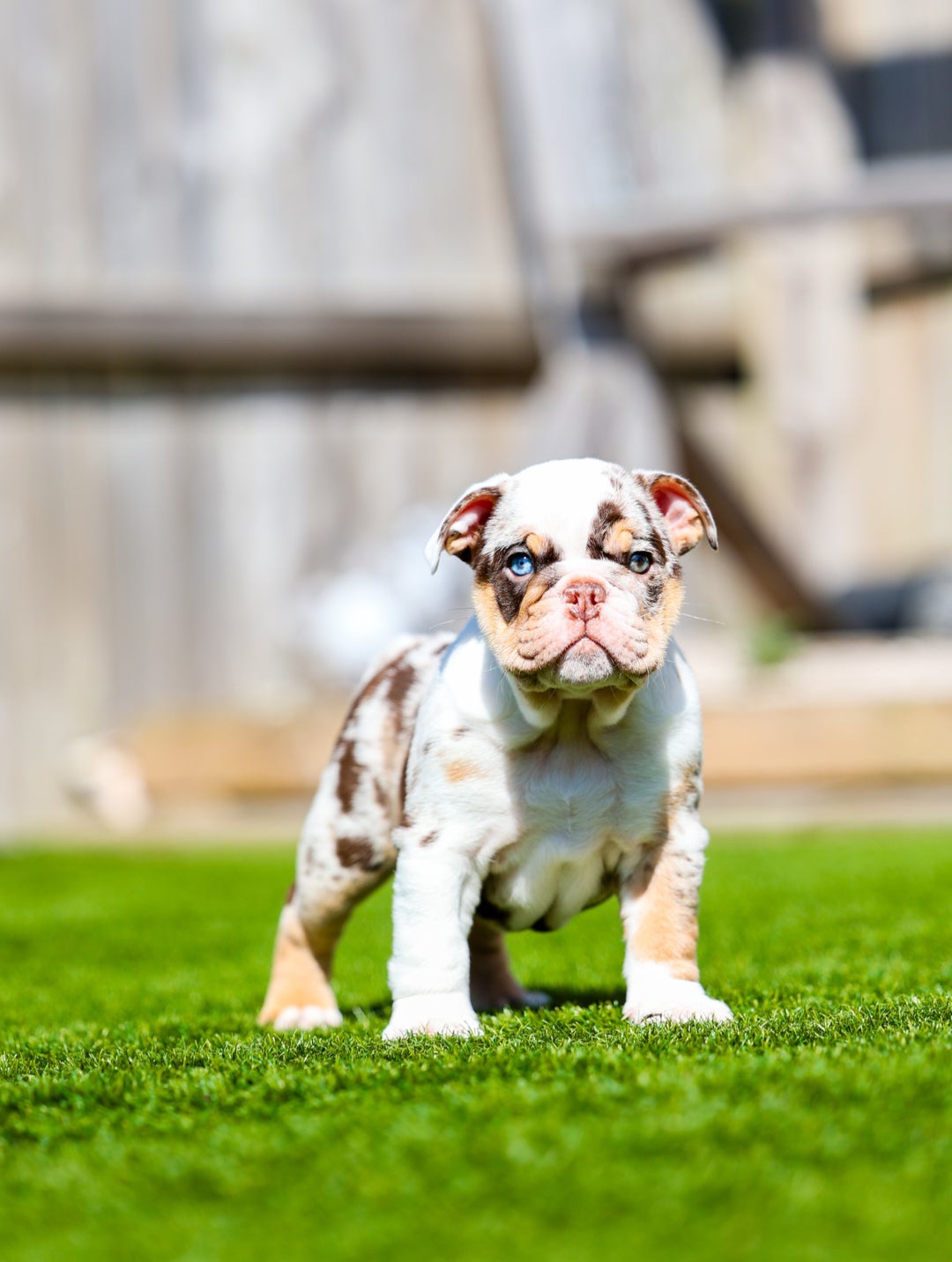 Stunning  chunky English Bulldog pups 