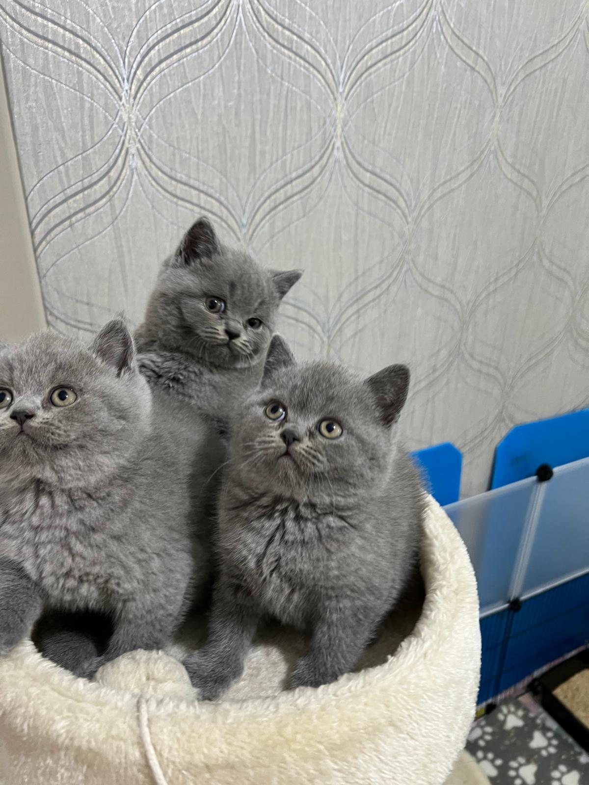 Three blue Britishshorthair kittens Boys for sale