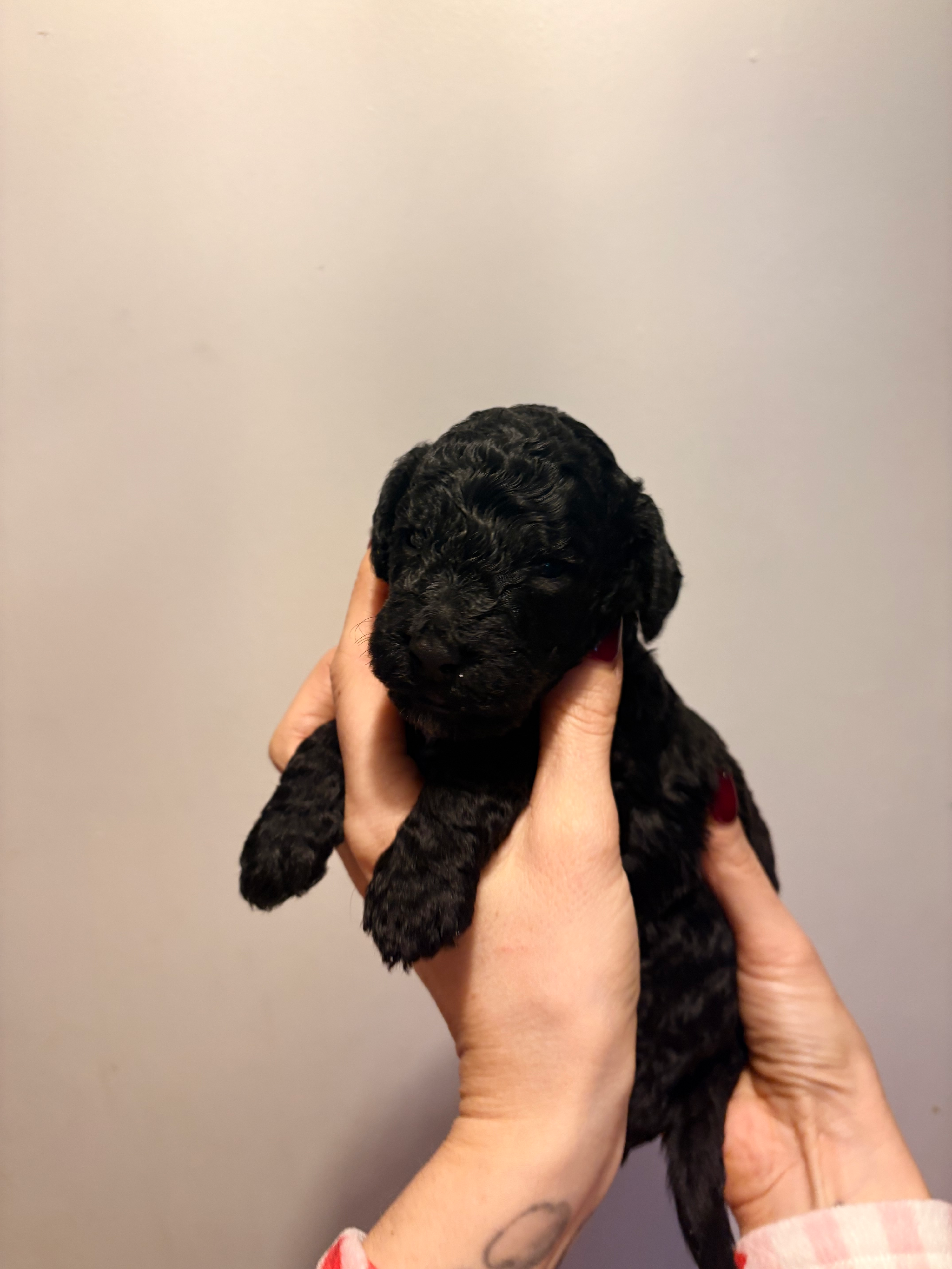 F1B cockapoo 