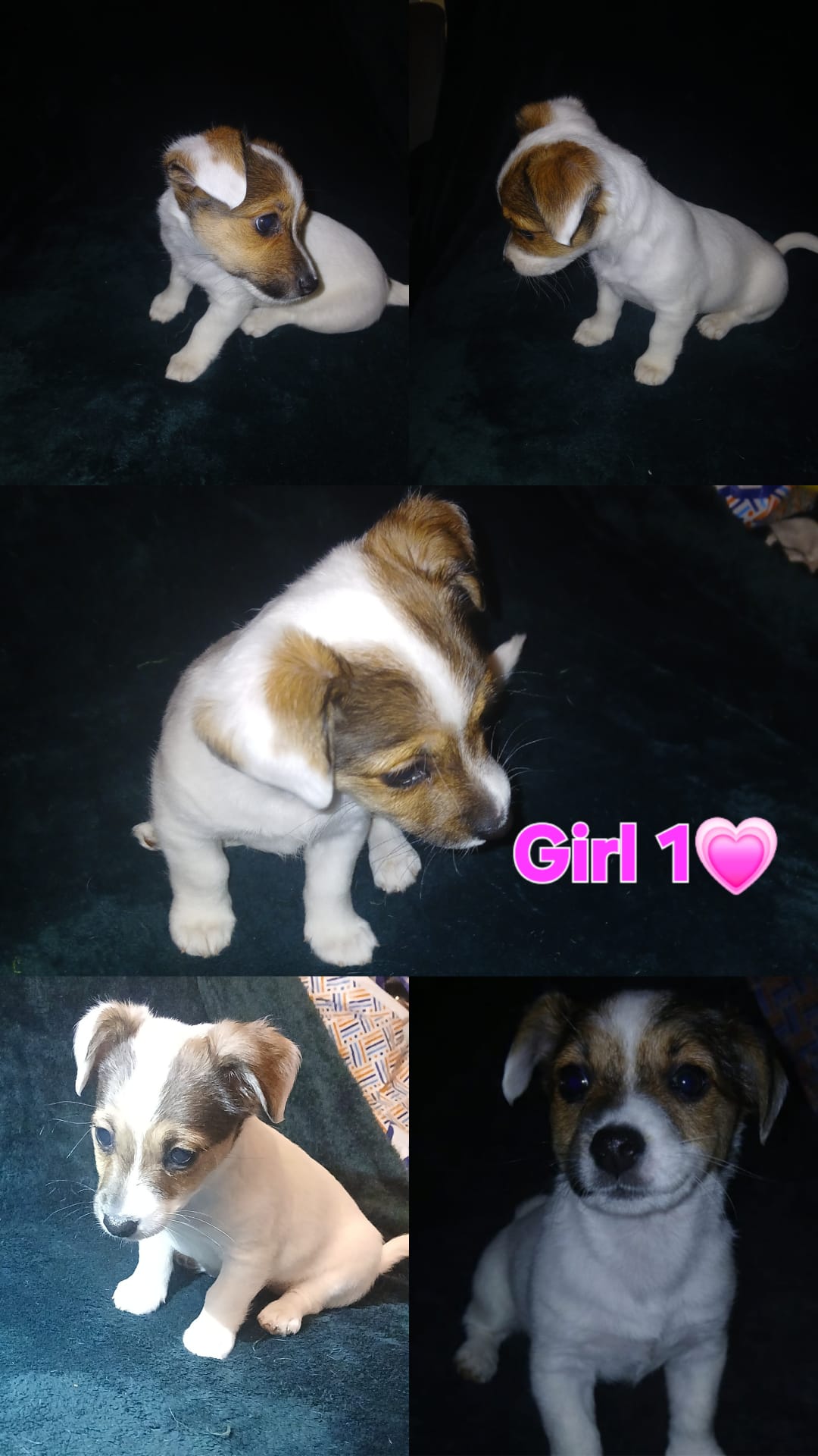 Patterjack Puppies for Sale