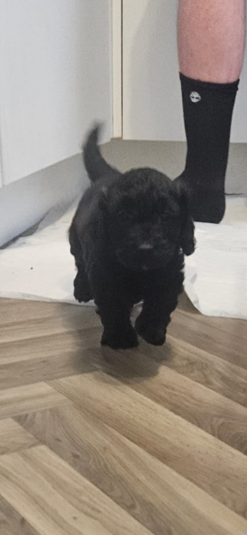 Stunning Cavapoo puppies