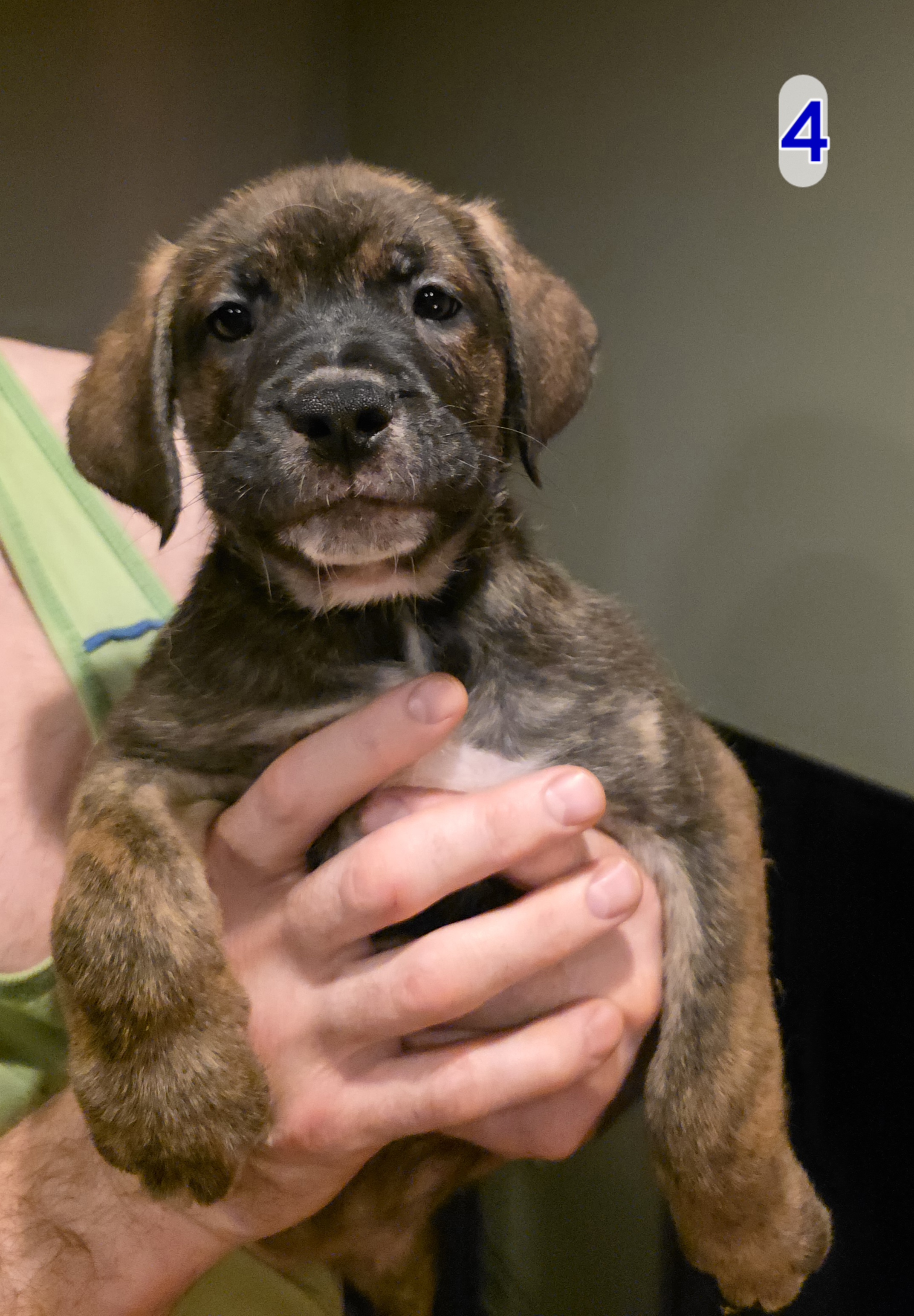 Beautiful Mixed Mastiff Puppies