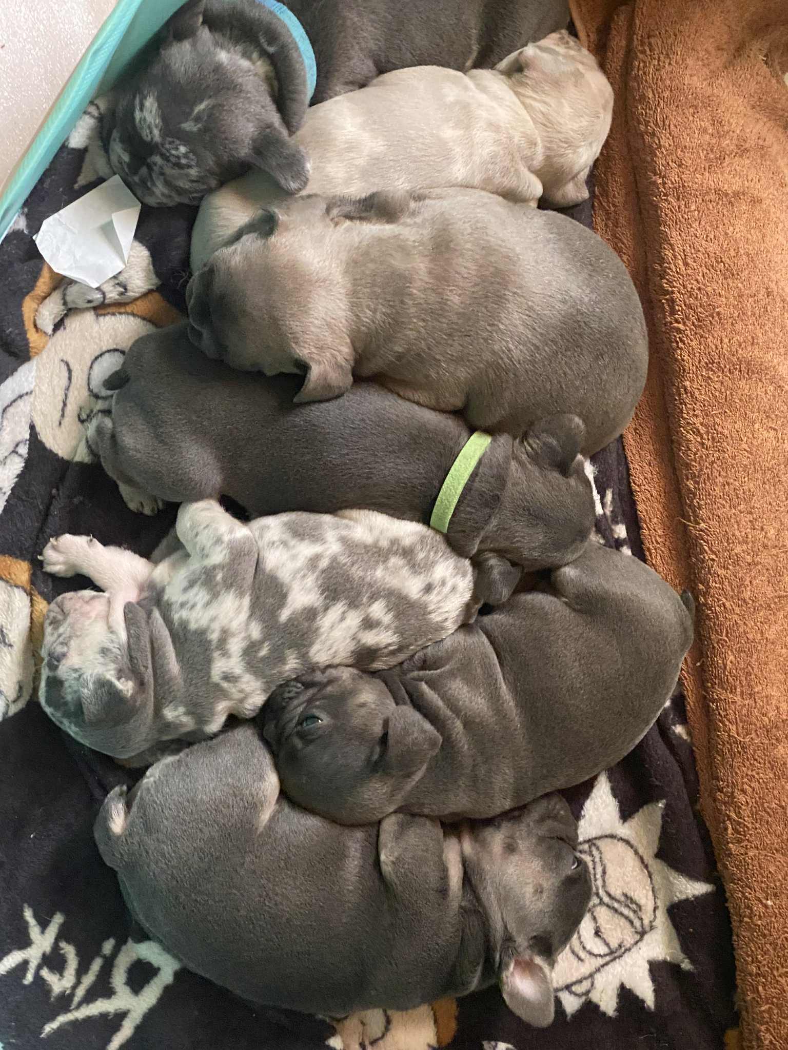 Fawn Merle French Bulldog Puppies for sale
