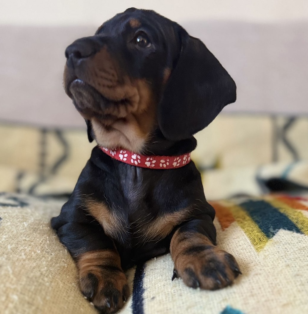 Beautiful Dachshund Puppies &ndash; KC Registered Lines