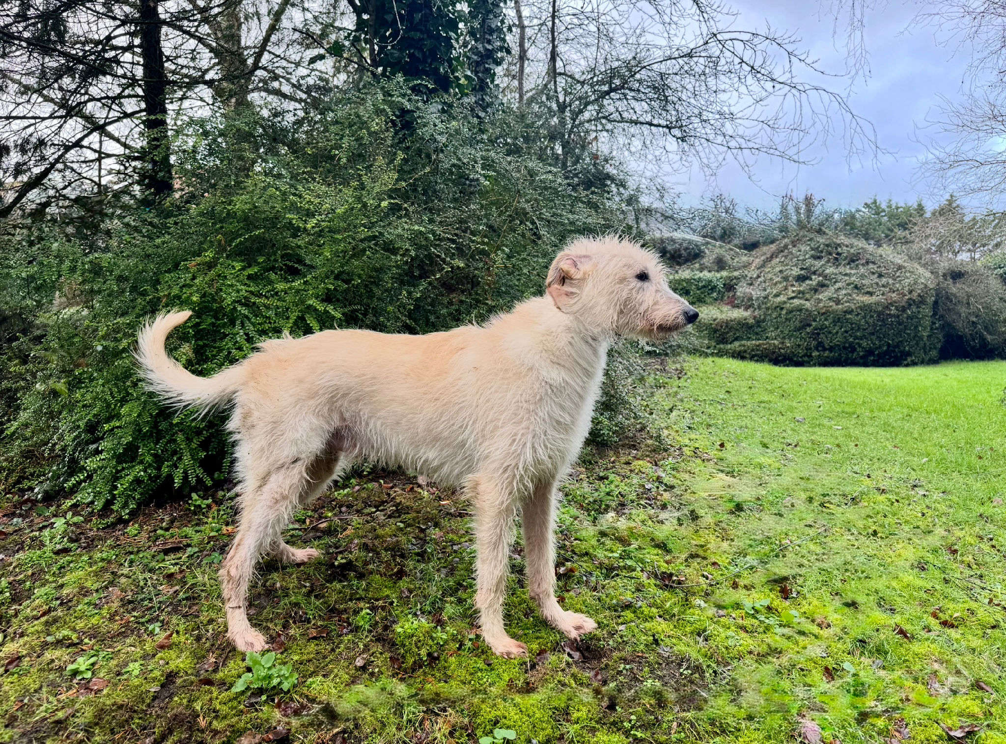 Bedlington Terrier x