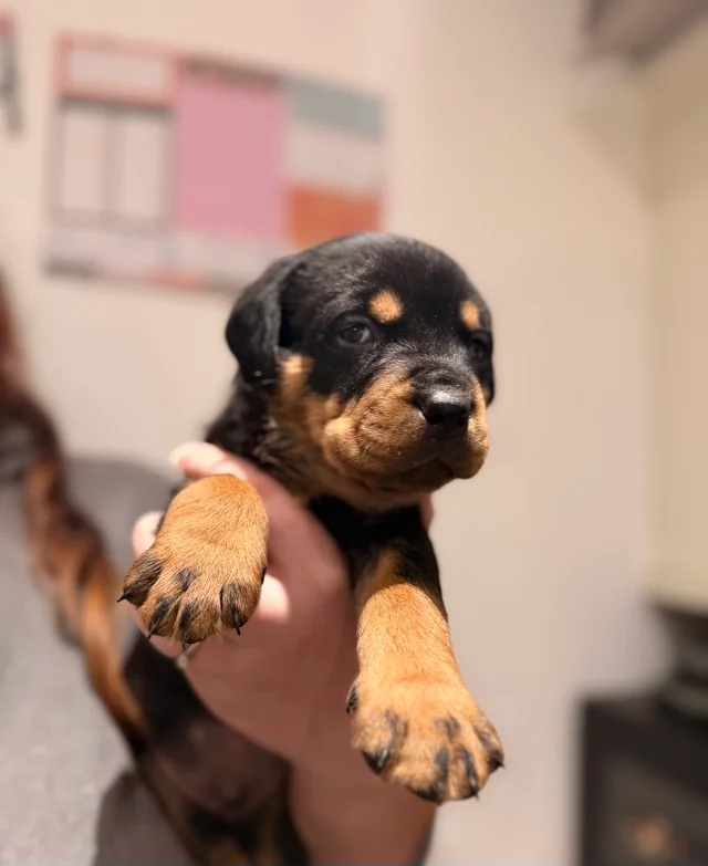 Stunning chunky rottweiler puppies 