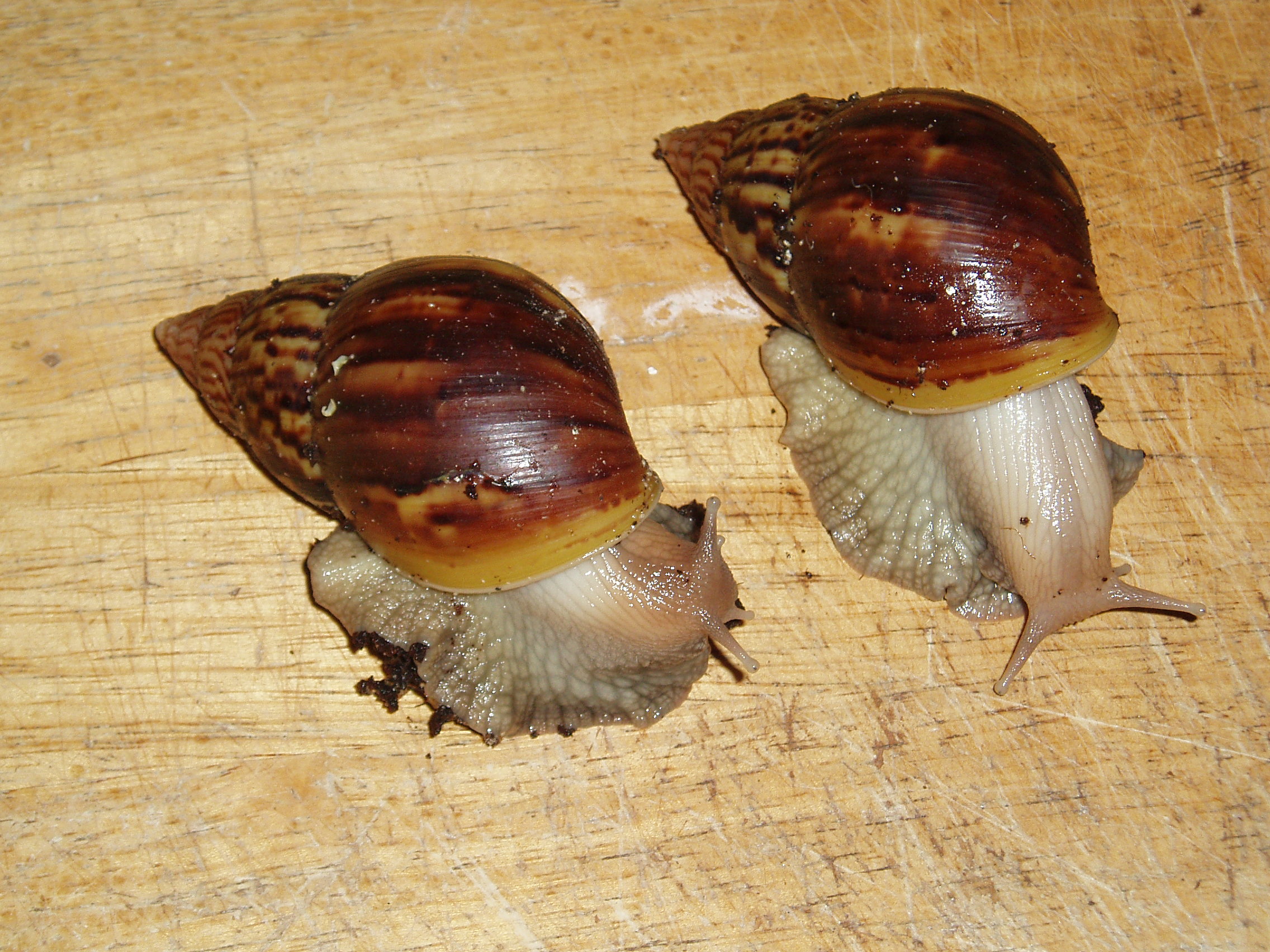 GIANT AFRICAN LAND SNAIL = 7cm.