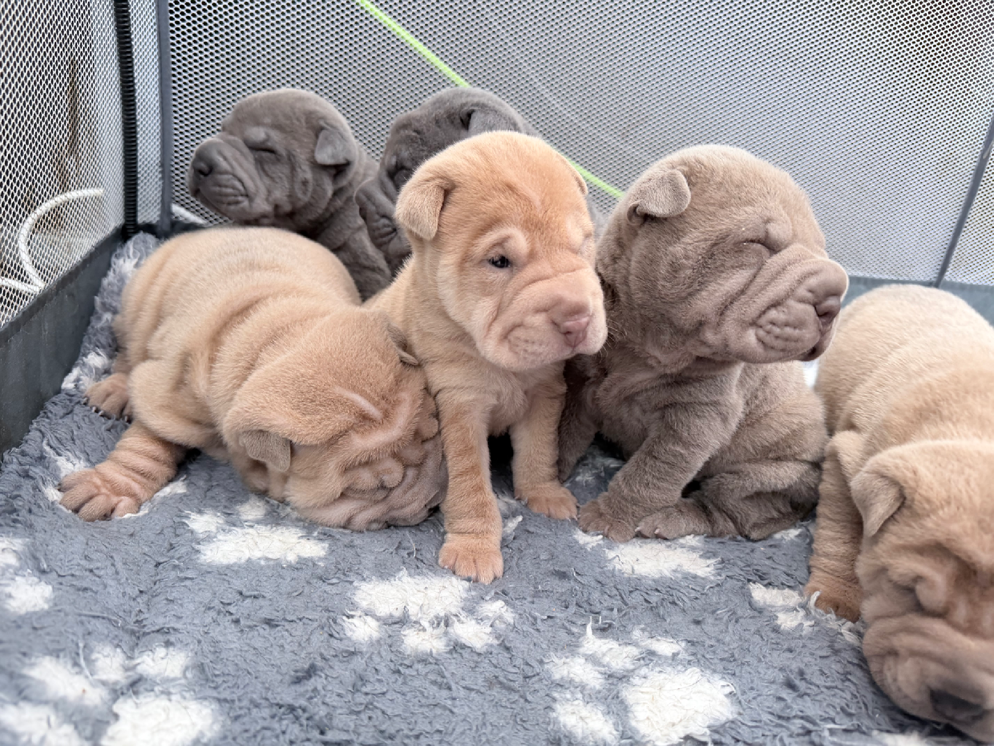 Shar pei puppys mixed dilute litter 