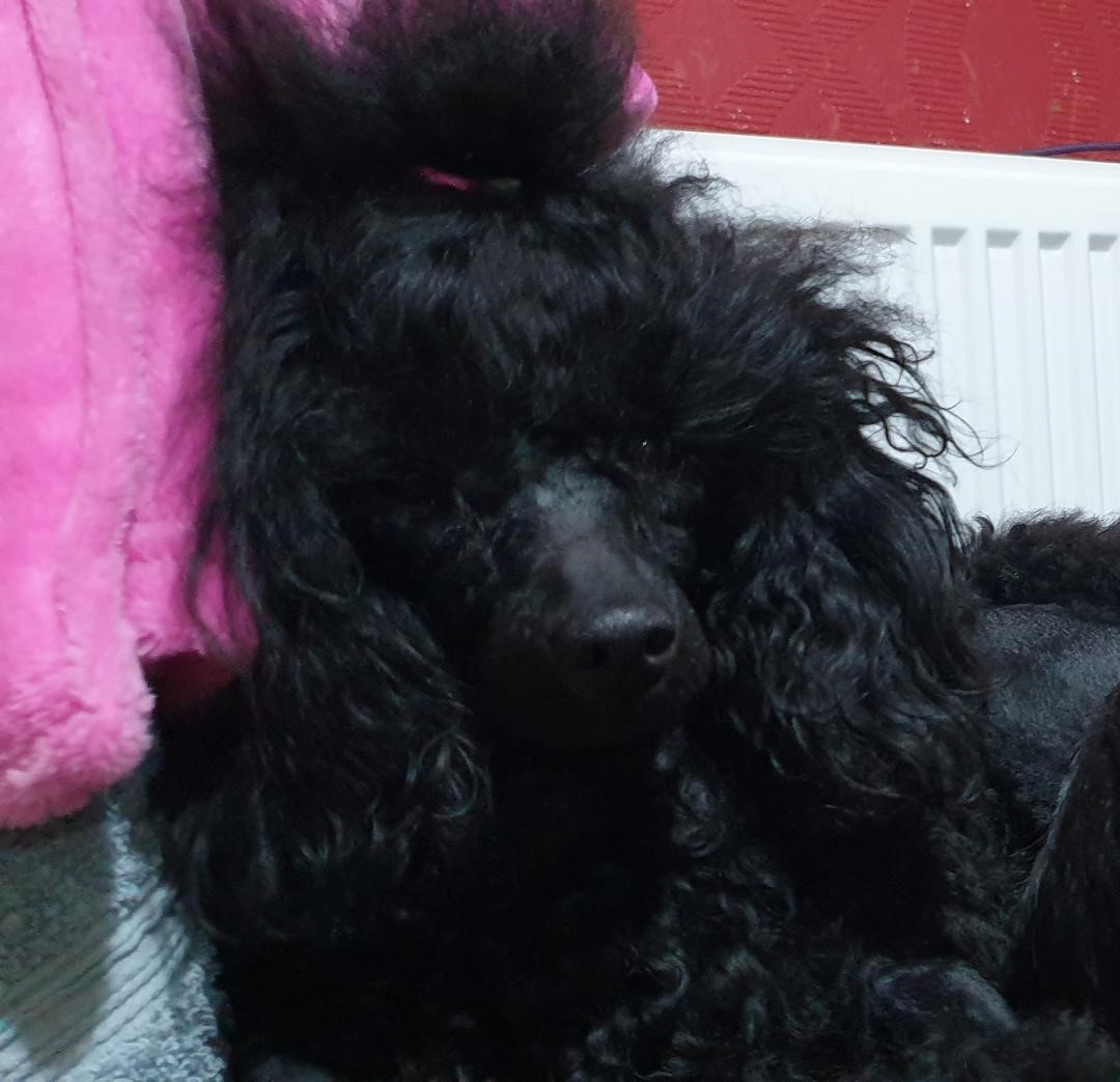 Toy Poodle For Sale