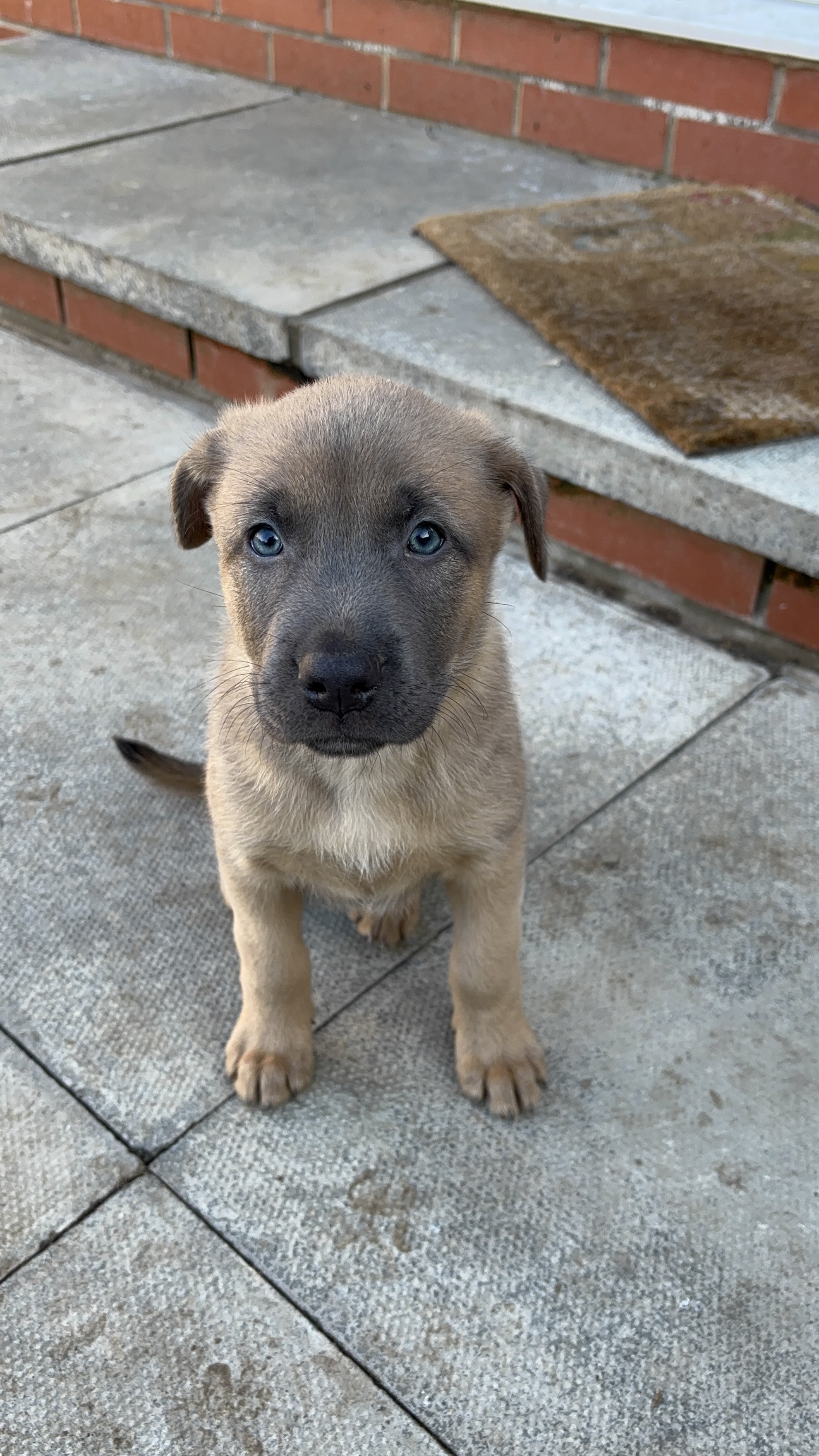 First & Only Litter &ndash; Belgian Malinois x Black Mouth Cur Puppies Only 2 Left 
