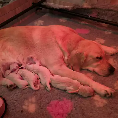 4 Female Golden Retriever puppies KC registered