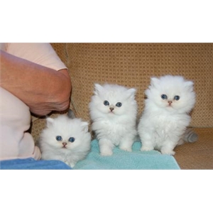 Amazing ovoko blue eyes kittens