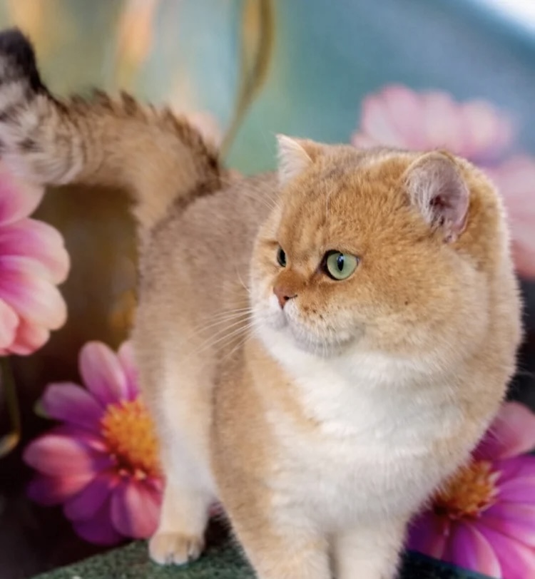 GCCF & TICA GOLDEN NY11 STUD FROM CHAMPIONS 👑