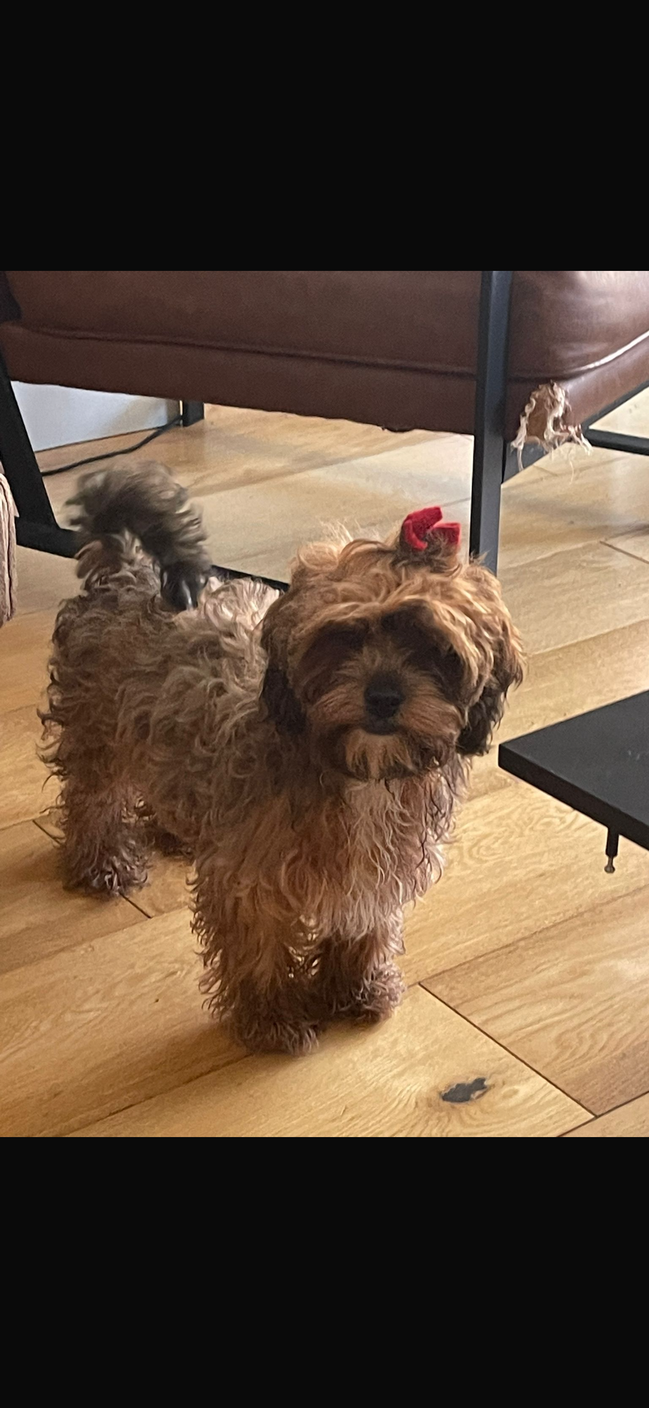 Last 2 Female Shihpoos microchipped and vaccinated