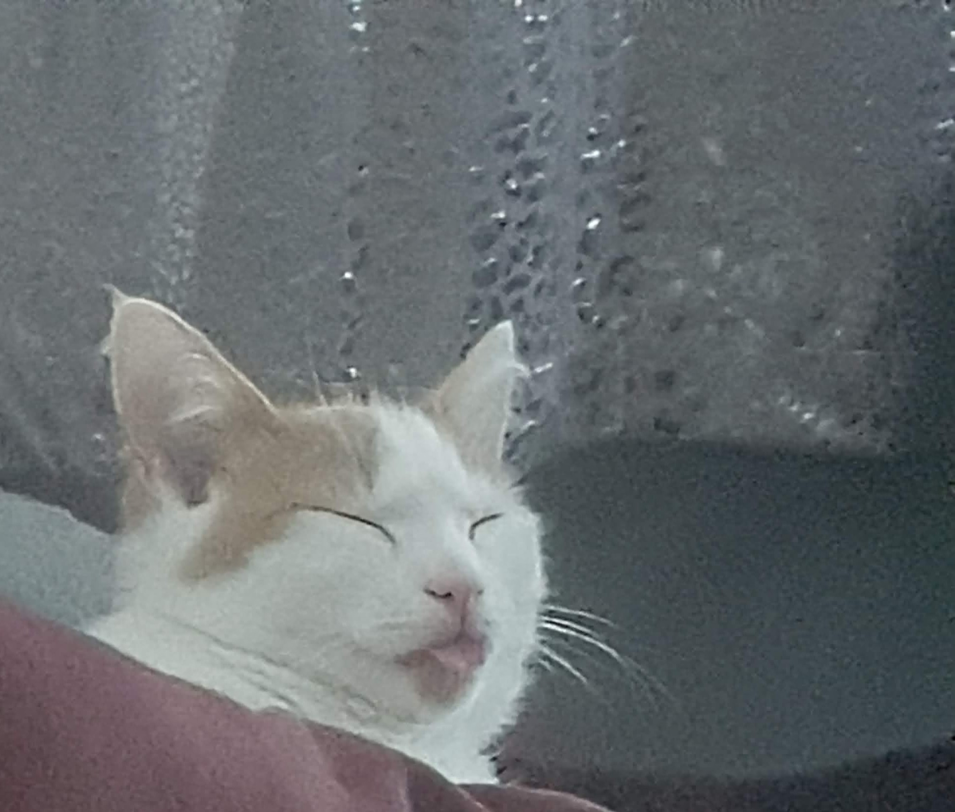 Gizmo 