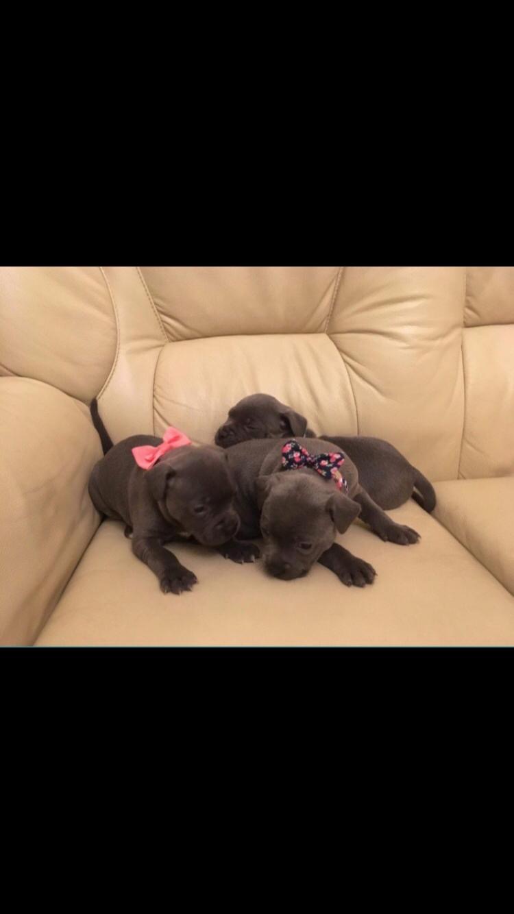 Beautiful Blue Staff Puppies