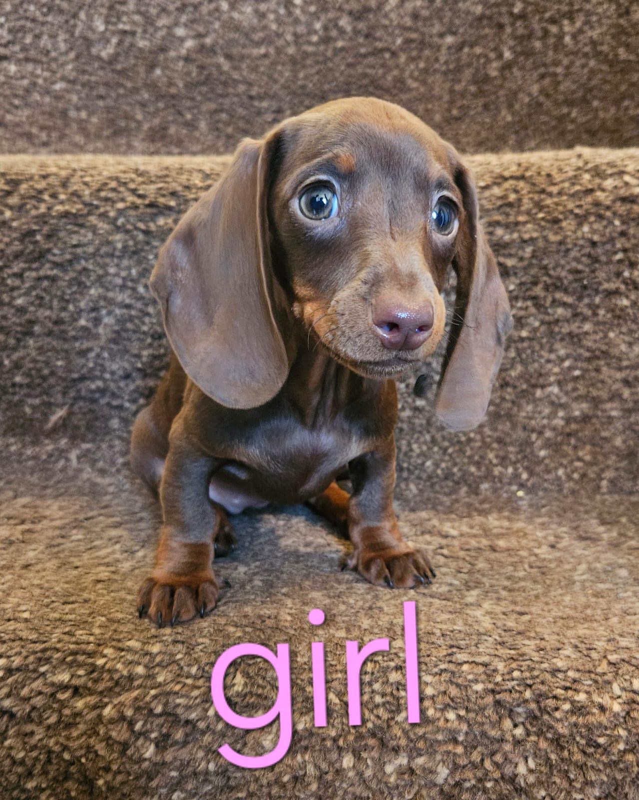 9 week old girl 
