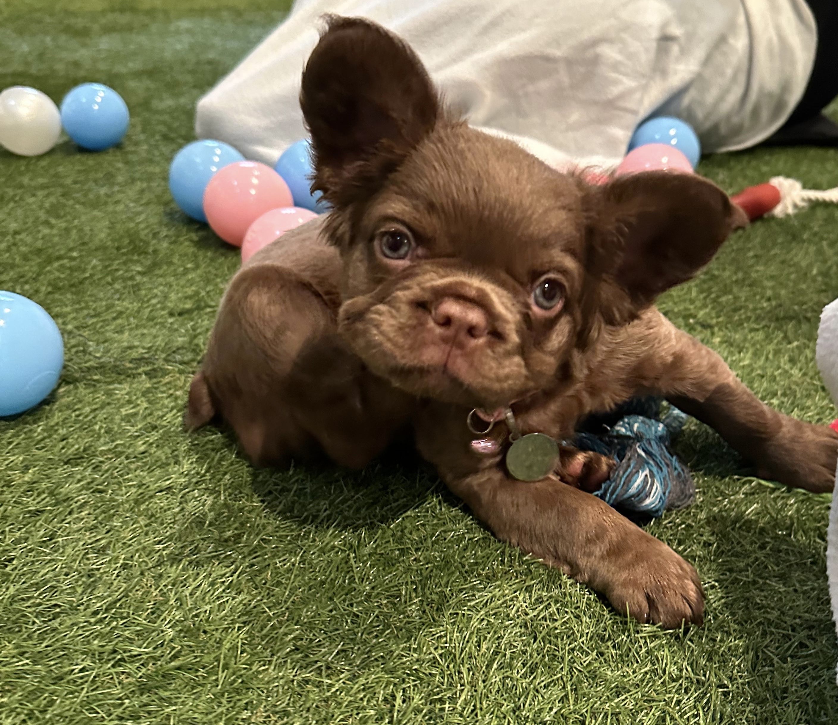 The chocolate fluffy bundle 