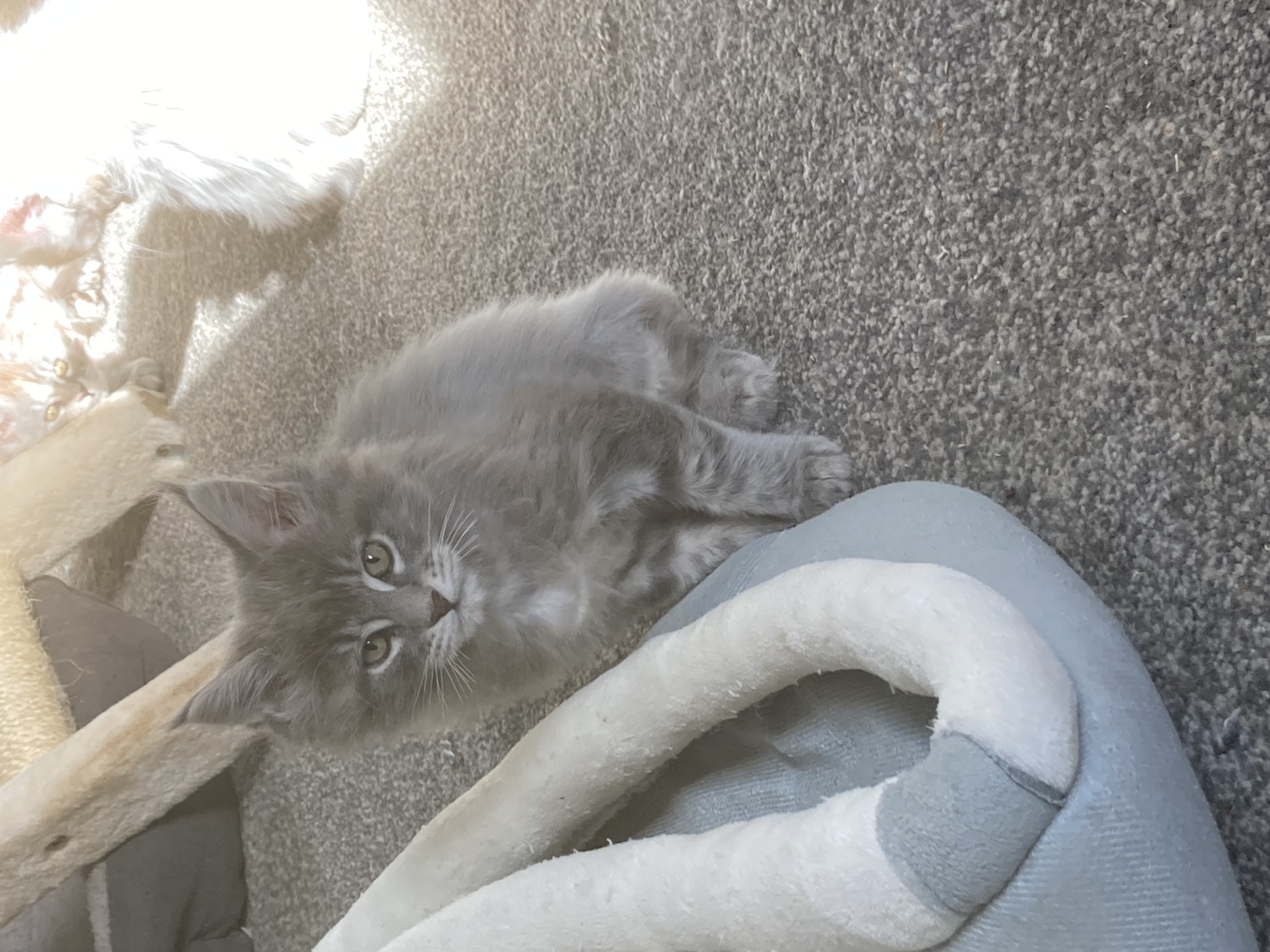 2 Maine Coon kittens