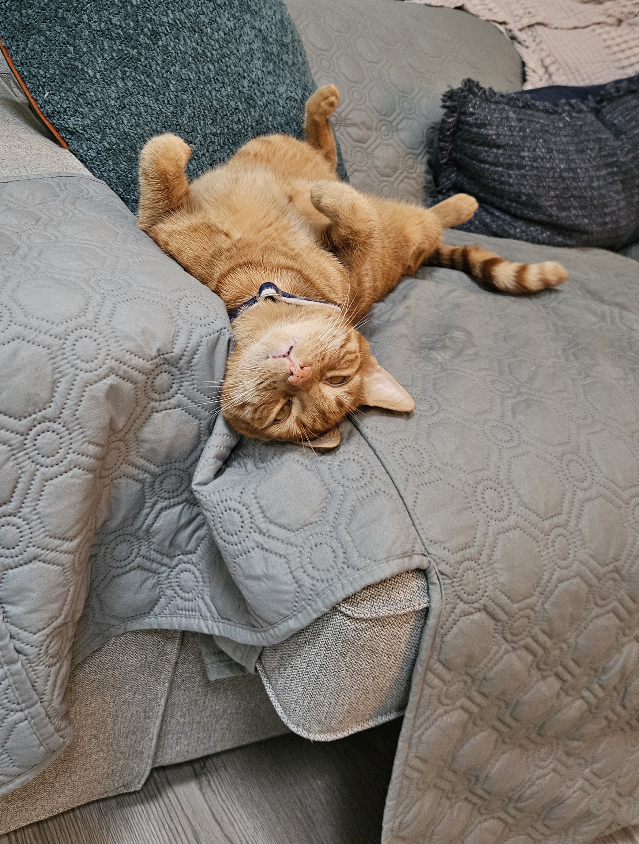 Male, Bengal Cross, 3yrs