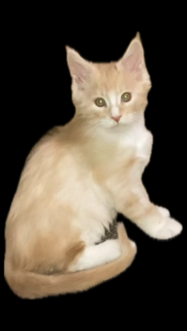 Male Maine coon