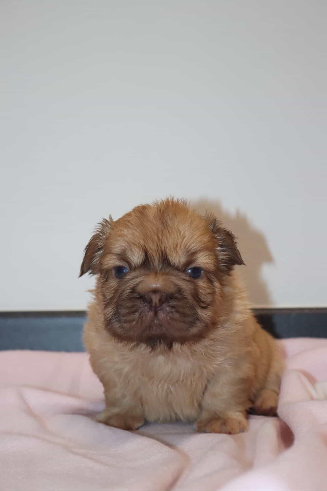 Visual fluffy big ropes and teddy floodle 