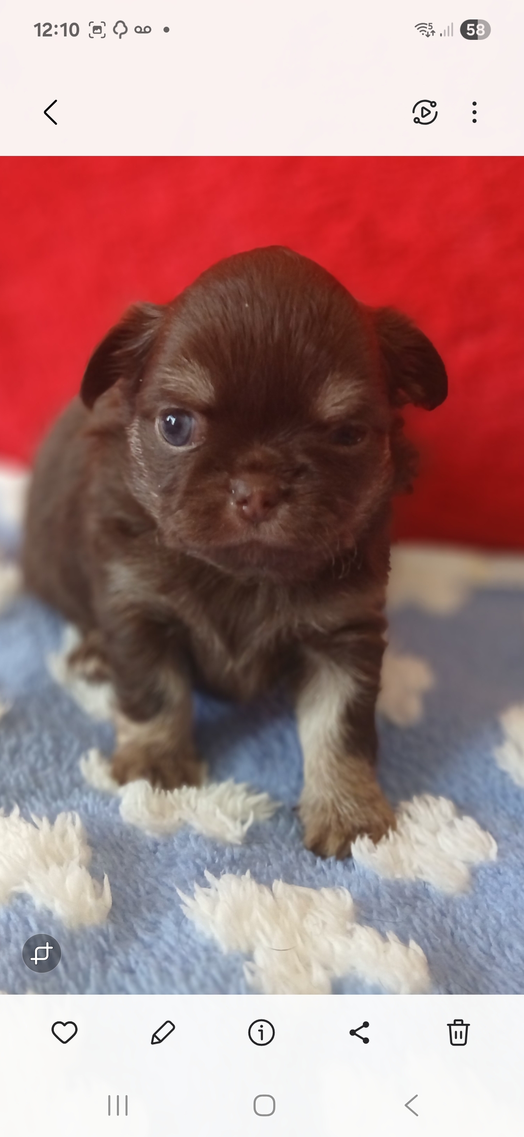 KC REGISTERED LONG COAT CHIHUAHUA PUPPIES 