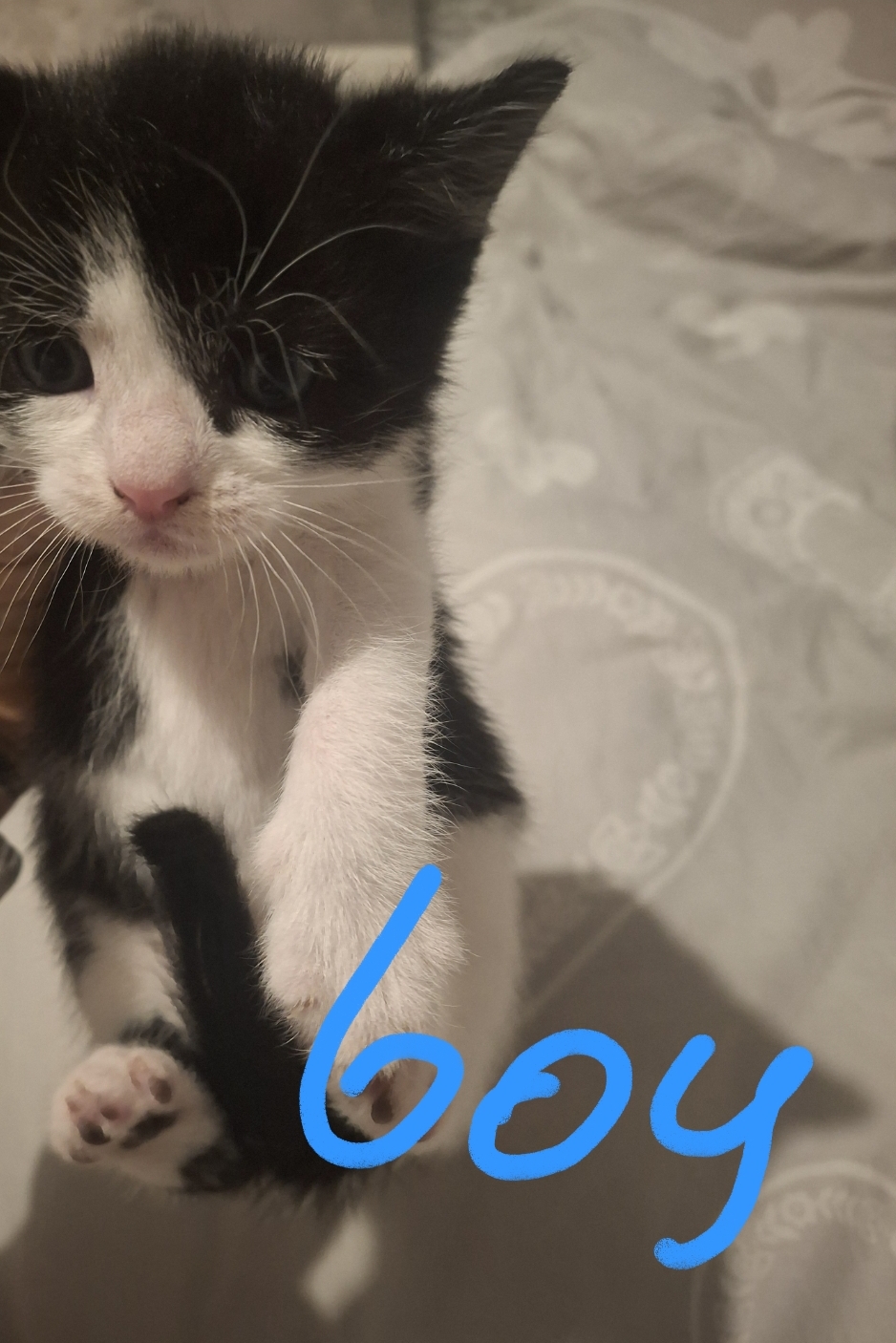 CATS 