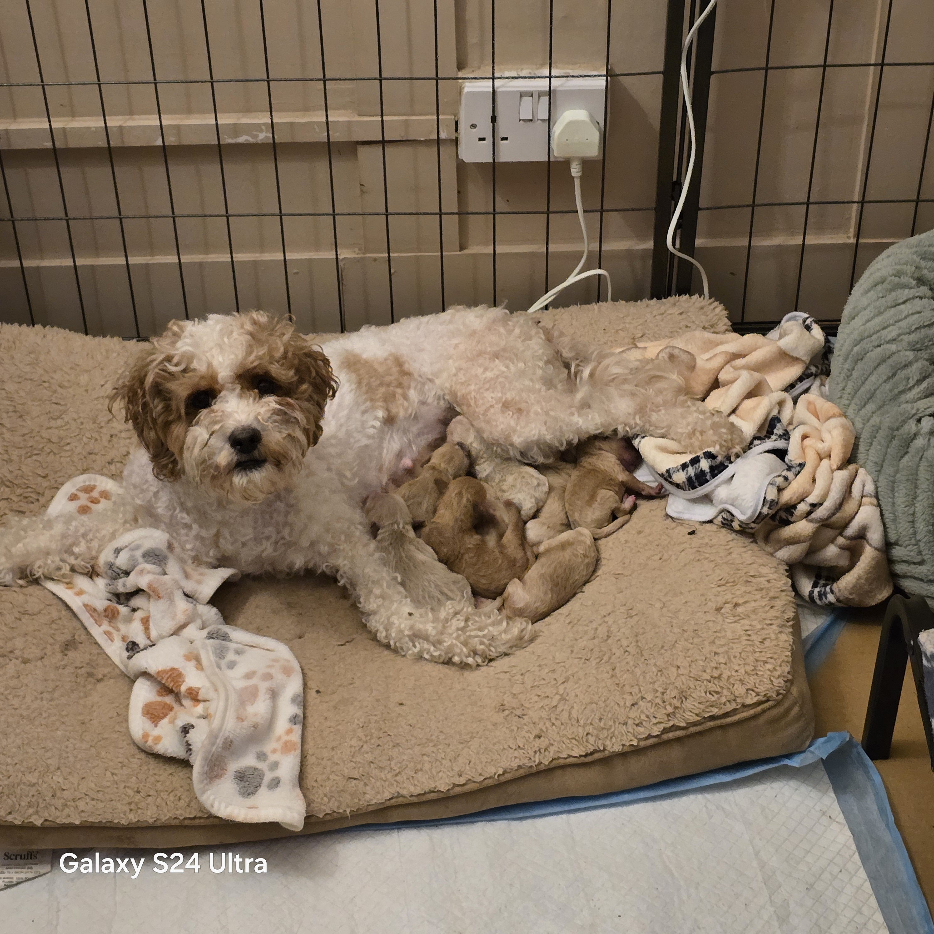 Beautiful cavapoo pups 