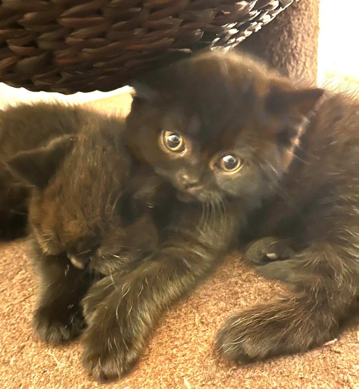 5 British Shorthair Kittens