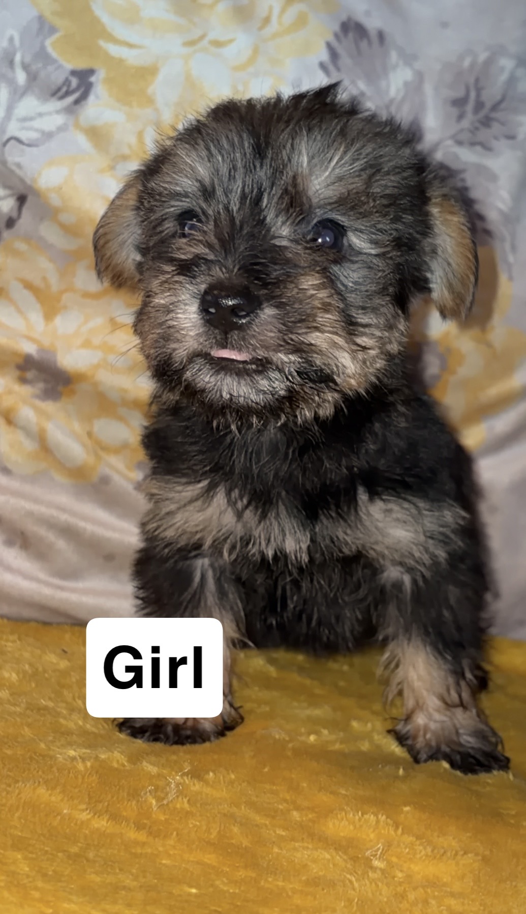 5 miniature Yorkie x kc registered miniature schnauzer 