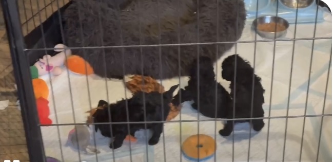 Gorgeous KC Toy Poodle Puppy Girl For Sale